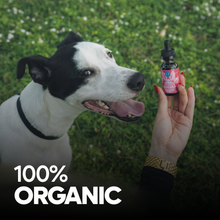 Load image into Gallery viewer, Organic Hemp Oil 400mg For Dogs | Savory Salmon - Play 
