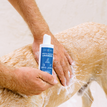 Load image into Gallery viewer, Organic Hemp Shampoo 8oz For Dogs | Lavender 
